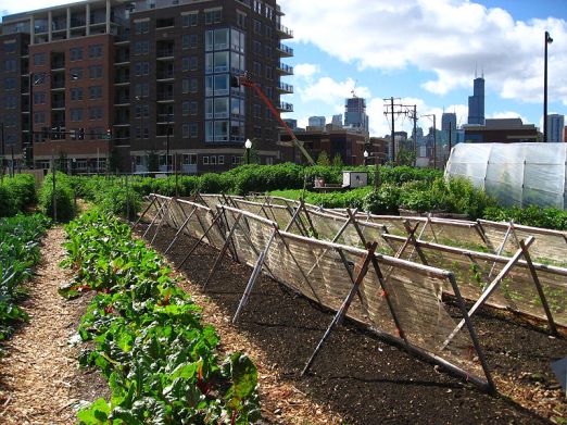 800px-New_crops-Chicago_urban_farm
