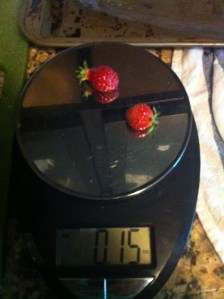 First harvest of the season: 0.15 ounces of strawberries.  Very sweet!