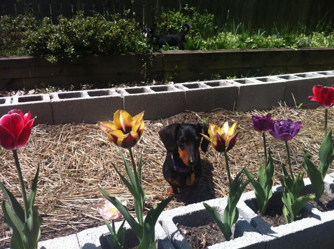 Dashel enjoying the flowers before being kicked out of the beds.